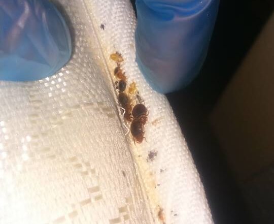 Bedbugs mattress Blackpool Hotel