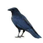 Crow Bolton Pest Control