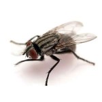 Fly Bolton Pest Control