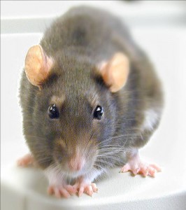 Rat Control in Bolton and the North West