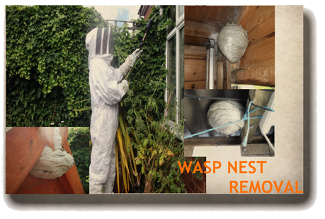 WASP NEST REMOVAL