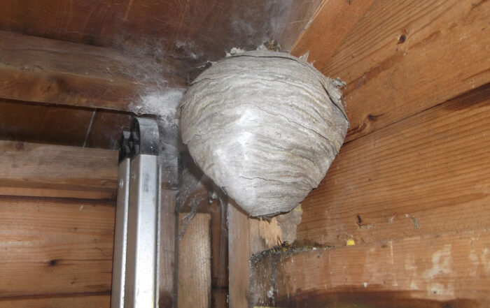 Wasps nest in a Bolton shed