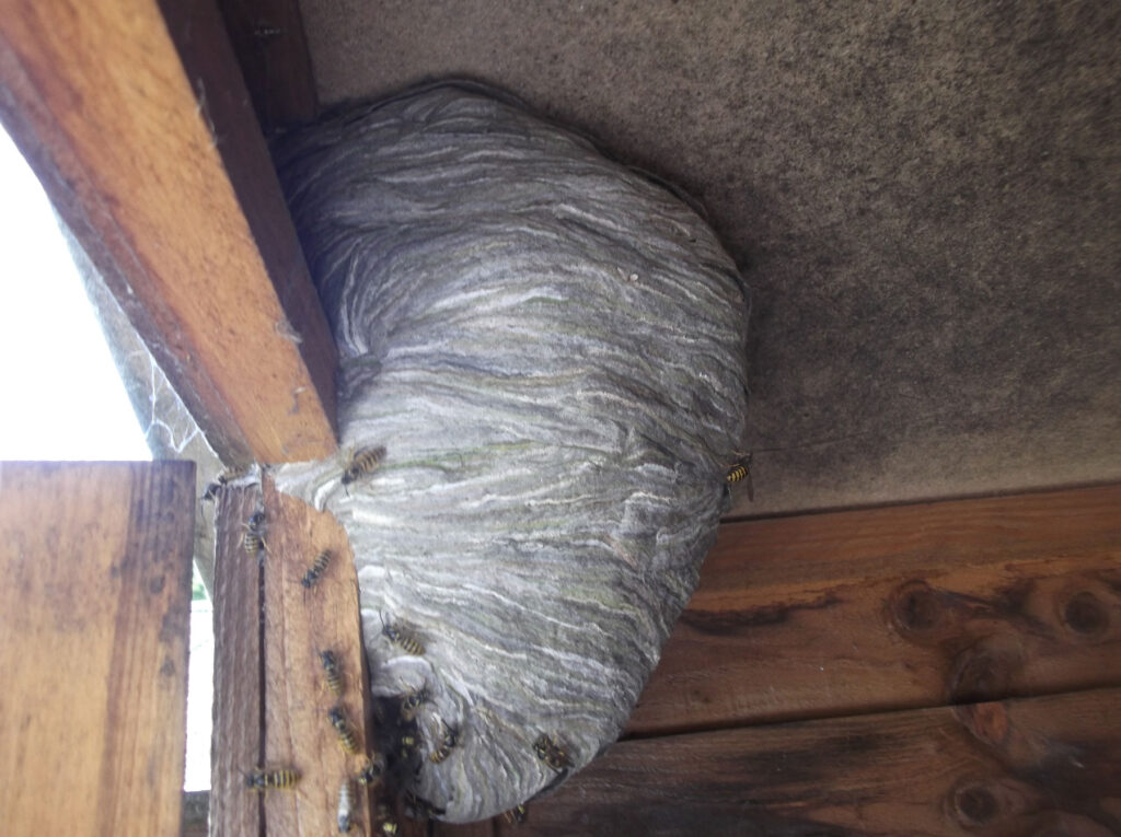 wasp nest