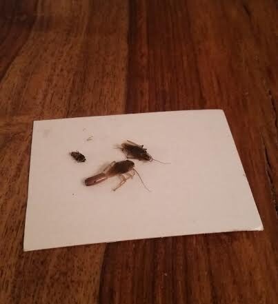 cockroach and egg case