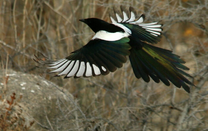 how to get rid of magpies, magpie deterrent Preston Bolton