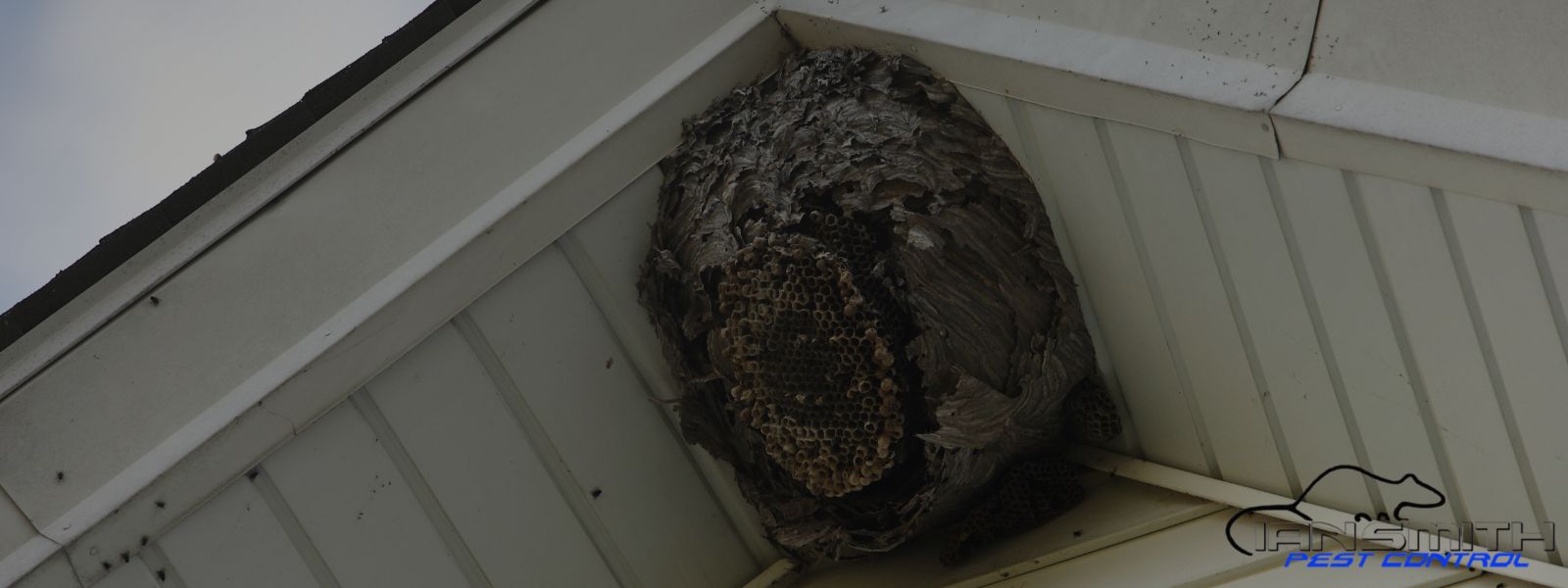 Wasp nest locations in Wigan